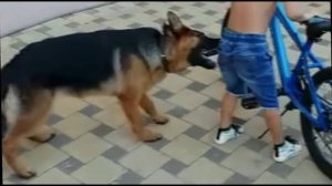 Важная информация для владельцев немецких овчарок и не только...