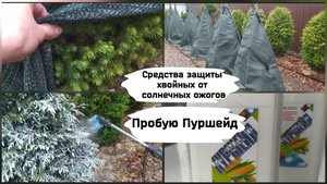 Средства защиты хвойных растений от солнечных ожогов.( 15.11.2022г.)