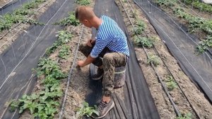 Садовый стул с Озон. Подарок помощнику Кирухе.