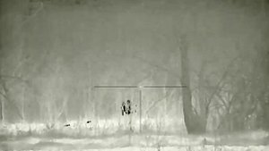 Шакал. Дистанция 85м. Прицел iRay Rico RL42