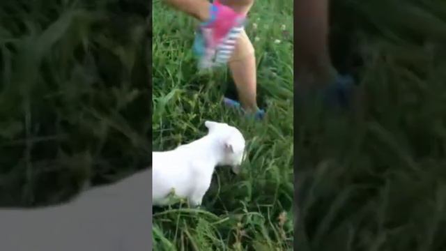 Американский Стаффордширский Терьер. Знакомство с окружающим миром. смотреть онлайн