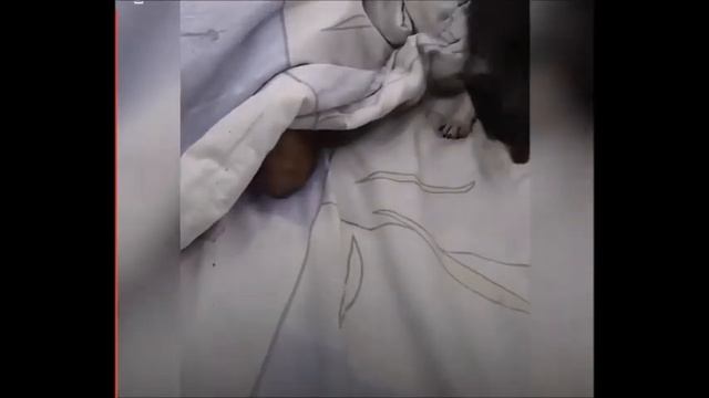 Очень хитрые собаки