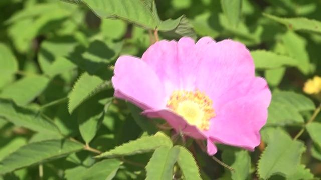 Шиповник цветение река Волга Дыхание лета Ветки с цветами Релакс Футажи Футажи для видеомонтажа смотреть онлайн