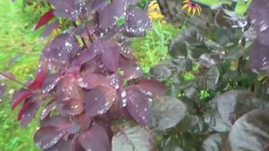 Моя прекрасная дача после заморозка. Осенние цветы. Обход сада