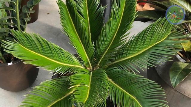 These Indoor Plants can survive few weeks without light & Water