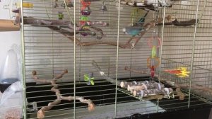 Птички- хрюшки? Ежедневная уборка. Как ухаживать за волнистыми попугаями?  Чистка клетки. Тоша и Ев