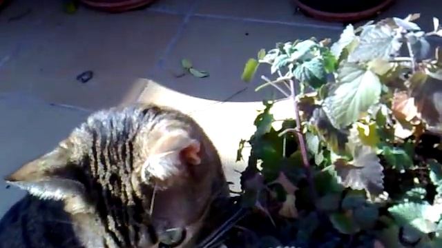 Catnip (Nepeta cataria) смотреть онлайн