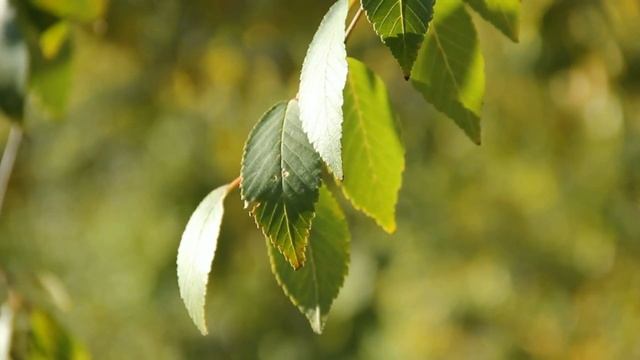 Гората - Диктовка (4 клас) смотреть онлайн