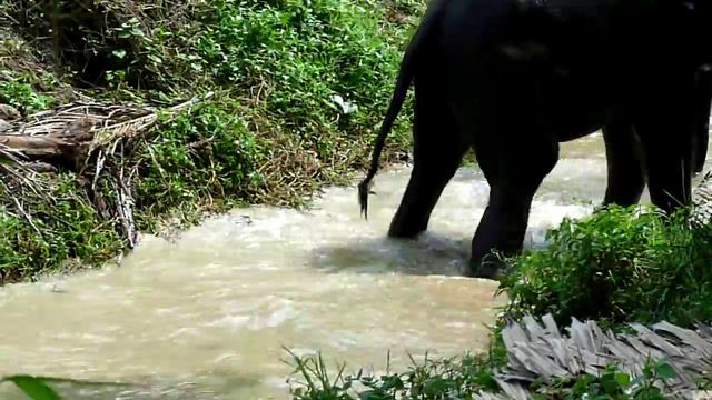 Слонята купаются смотреть онлайн