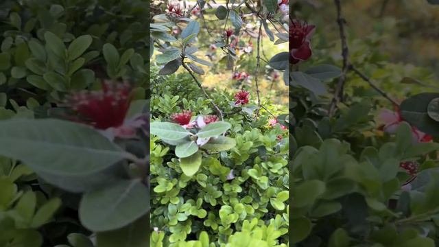 Яркие краски лета 🌺#лето #позитив #красота #отдых #сочи #красотавокругнас #моимиглазами
