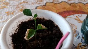 3.Муррайя метельчатая выращенная из семечка (третья часть)