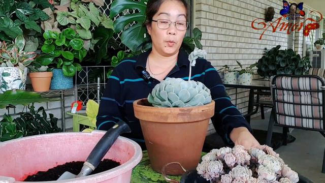 PINALITAN KO NG ISANG MALAKI 🟢 ECHEVERIA PINWHEEL REVOLUTION 🟢 #kabayanamor #subscribe смотреть онлайн