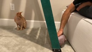 Котёнок канадского сфинкса. Две кошки в одном доме