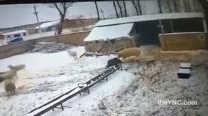 Опасные домашние животные