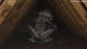 Обитатель чердака | Монстры Тревора Хендерсона