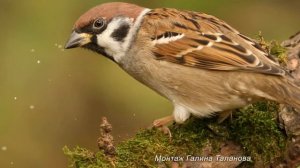 А  ГДЕ  СЕЙЧАС ТЕ  ВОРОБЬИ.... Макаровна...