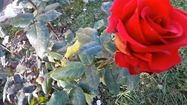 Роза ИНГРИД БЕРГМАН , незнакомка. 08.10.2020г. смотреть онлайн