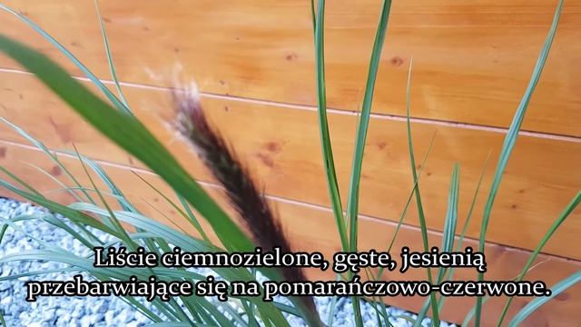 Trawy ozdobne- Rozplenica japońska 'Moudry'- Pennisetum alopecuroides- Uprawa i Pielęgnacja смотреть онлайн