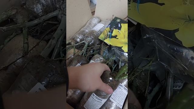 Сибирские саженцы с доставкой в регионы. Кедр-Сад. смотреть онлайн