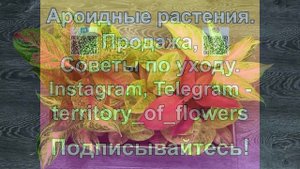 ЦЕЛАЯ КОРОБКА НОВЫХ АГЛАОНЕМ: