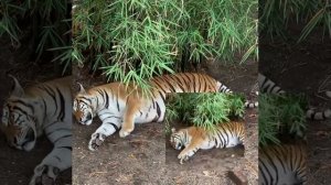 Zoo Johor зоопарк Джохор-Бару