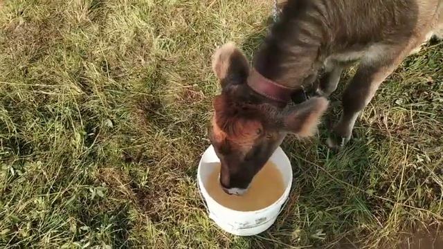 Все дерутся. Куры балдеют.Корова бодается.Перепела-долгожители. смотреть онлайн