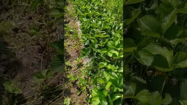 Усы клубники рассада клери смотреть онлайн