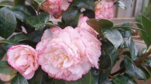 4刀牙签苗地栽3年后是什么样子？山茶花 宽彩带 Japonica Camellia Margaret Davis 2023 winter 八月冬花