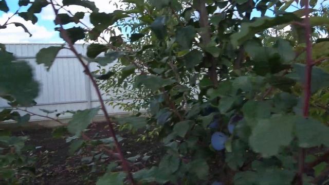 Слива ПРЕЗИДЕНТ / Старинный английский поздний сорт / Обзор на 26.09.2022 смотреть онлайн