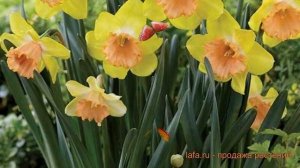 Нарцисс обыкновенный Колор Ран (color run) ? обзор: как сажать, луковицы нарциссы Колор Ран