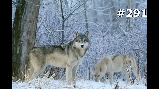 #291. Волки (В мире животных) смотреть онлайн