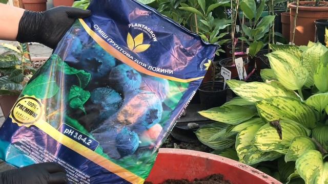 Coffea variegated, кофе вариегатный, пересадка, прививка смотреть онлайн