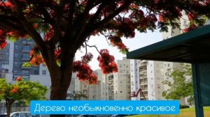 Цветущие деревья Израиля/Делоникс королевский/Огненное дерево/Я живу в Израиле/