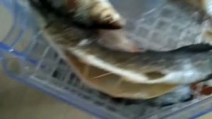 Таранка дома. Сушка рыбы на электро сушилке в домашних условиях. Как сделать таранку.