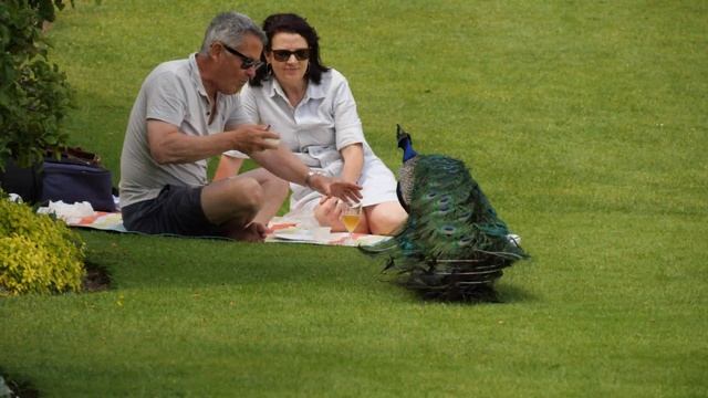 Powis Castle and Garden (4K 60P, Panasonic G9, Olympus 12-200mm) смотреть онлайн