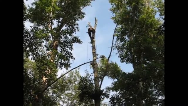 Удаление и кронирование деревьев 1