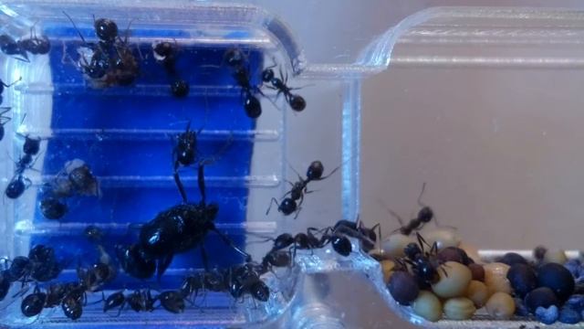 Messor Structor LiveCam (прямая трансляция из формикария) смотреть онлайн