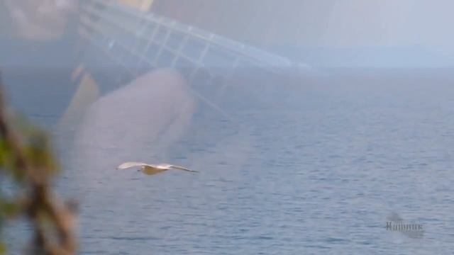 Бетта Большой Геленджик смотреть онлайн