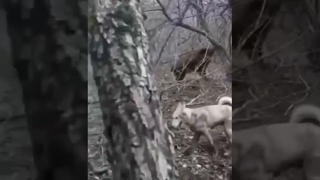 Охота на кабана с лайками. шок,  кабан загнал на дерево охотника