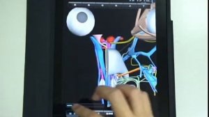 3D head iPad Appli.wmv