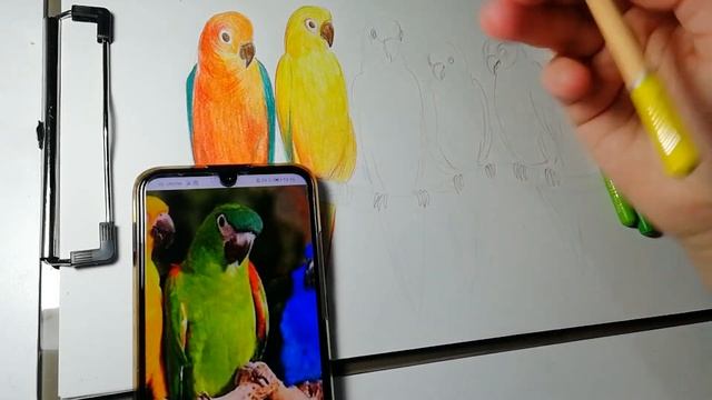 The process of drawing Birds, parrots with colored pencils. Как нарисовать попугая Цветные карандаш смотреть онлайн