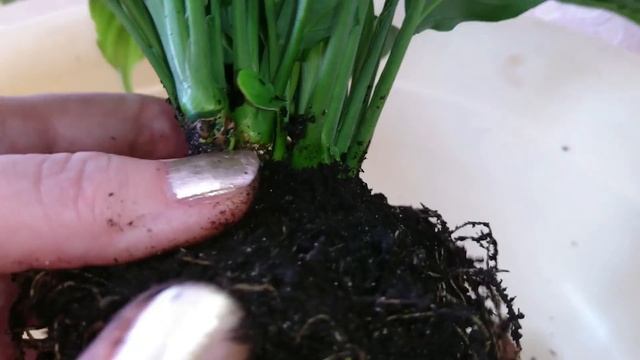 Как пересадить спатифиллум. Особенности ухода. Молоденькие отросточки спустя 9 месяцев. смотреть онлайн