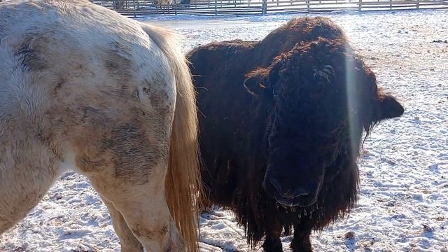 тибетский бык полюбил кобылу смотреть онлайн