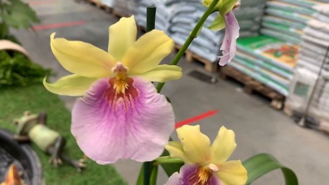 Прекрасный завоз орхидей в Бауцентр 29 января 2021 г. Биг липы, Фантом, микс камбрий, башмаки)) смотреть онлайн