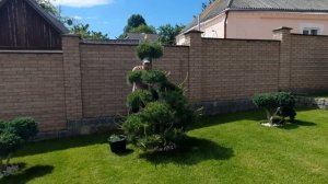 Стрижка нівакі, сосна | Nivaki haircut garden bonsai