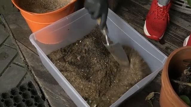 Бугенвилия / Как спасти бугенвилию / Пересадка бугенвилии смотреть онлайн