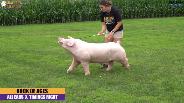 Rock Of Ages - Landrace Boar смотреть онлайн