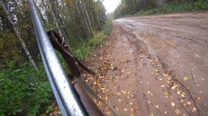 охота на зайца с р.г. Радой в Архангельской области. 22.09.23 г.