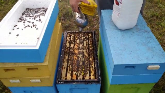 Обработка пчел от клеща варроа в три этапа. смотреть онлайн