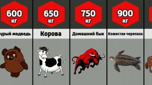 Сравнение: Вес Животных